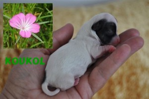 koukol-a-kytka.jpg